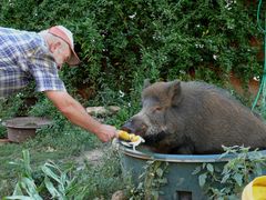 Der Bauer und sein Wildschwein