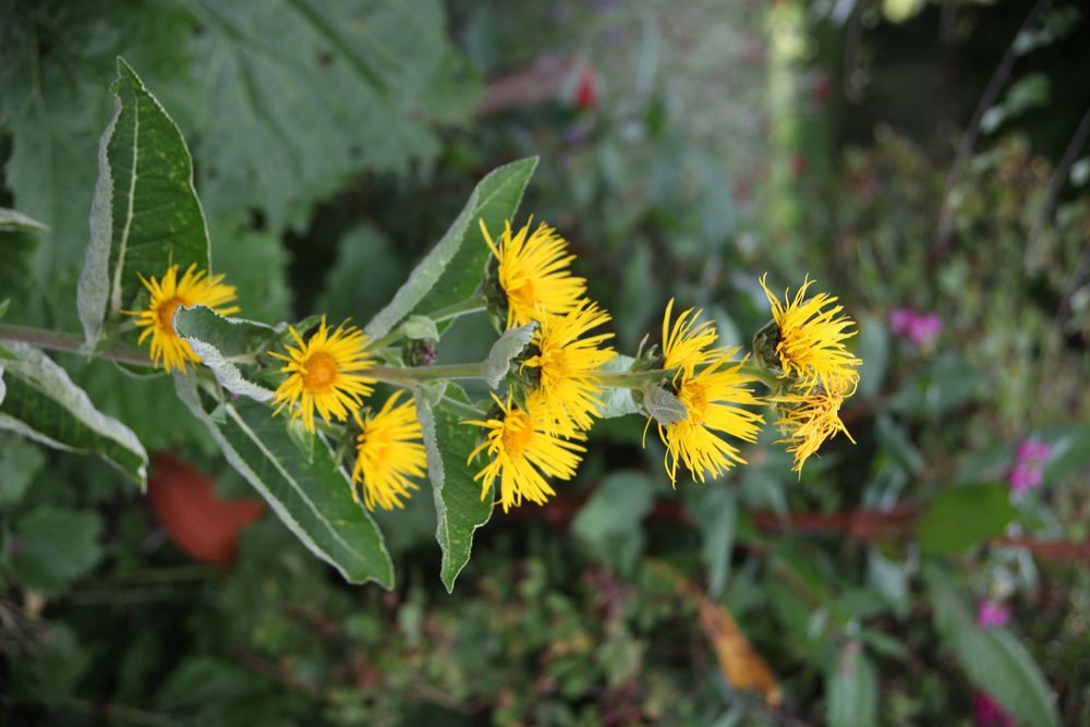 Der Bauerngarten bei der Einrichtung Auhof bei Hilpoltstein