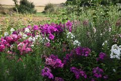 Der Bauerngarten bei der Einrichtung Auhof bei Hilpoltstein