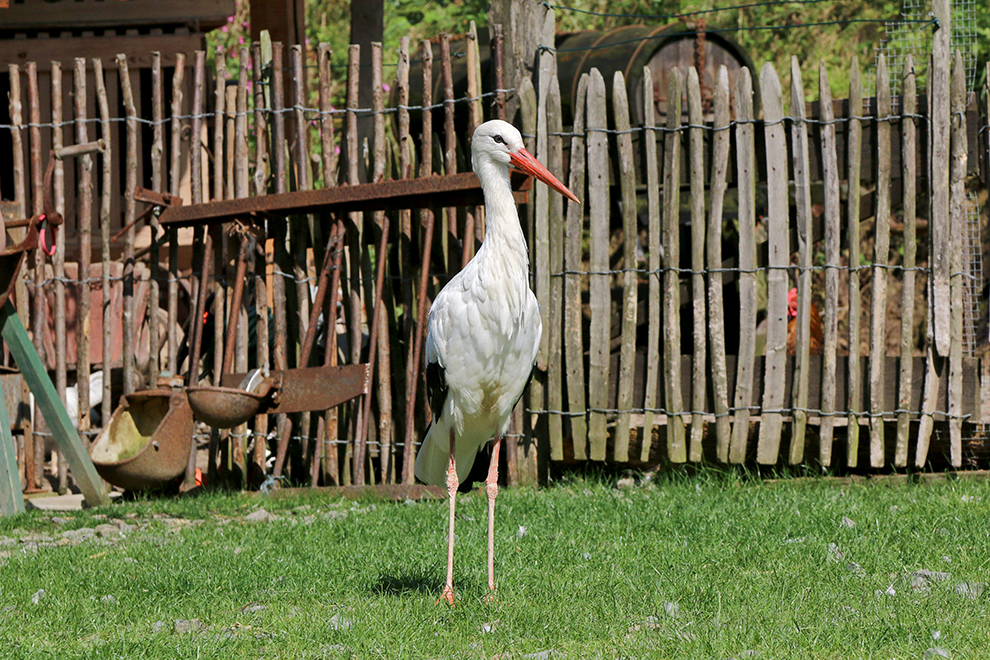 Der Bauernhof "Storch"