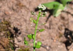 Der Bauernsenf (Teesdalia nudicaulis)