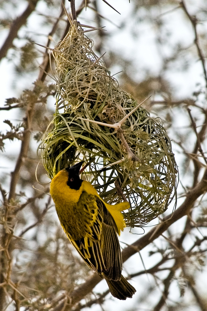 Der Bauherr persönlich - Maskenweber bei der Arbeit, Plocerus velatus