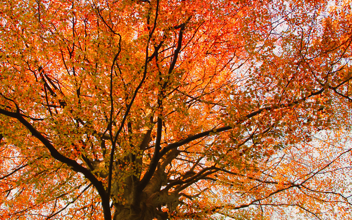 der Baum