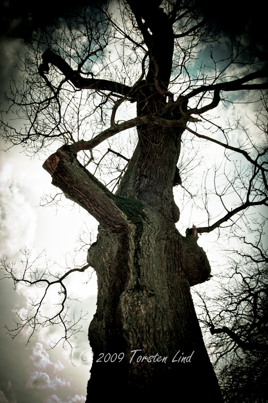 Der Baum