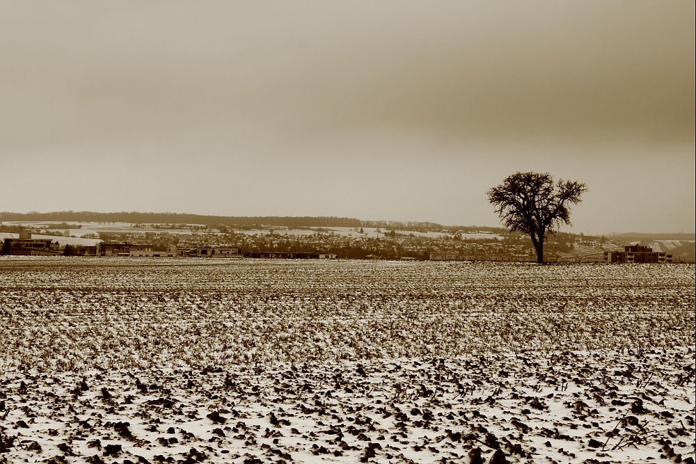 Der Baum