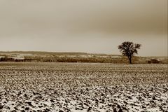 Der Baum