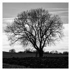 Der Baum