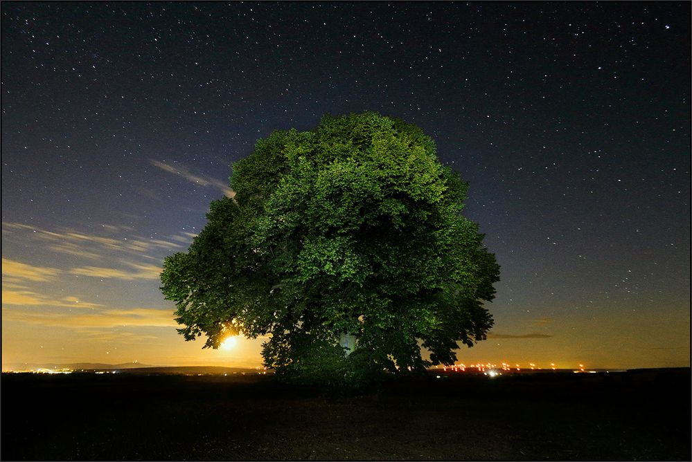 Der Baum