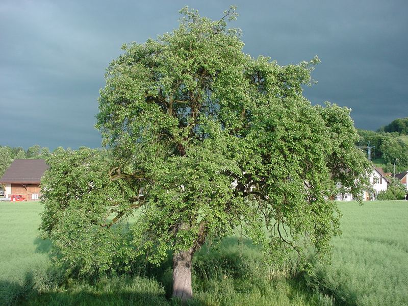 Der Baum