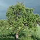 Der Baum