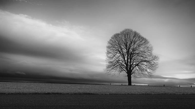 … der Baum