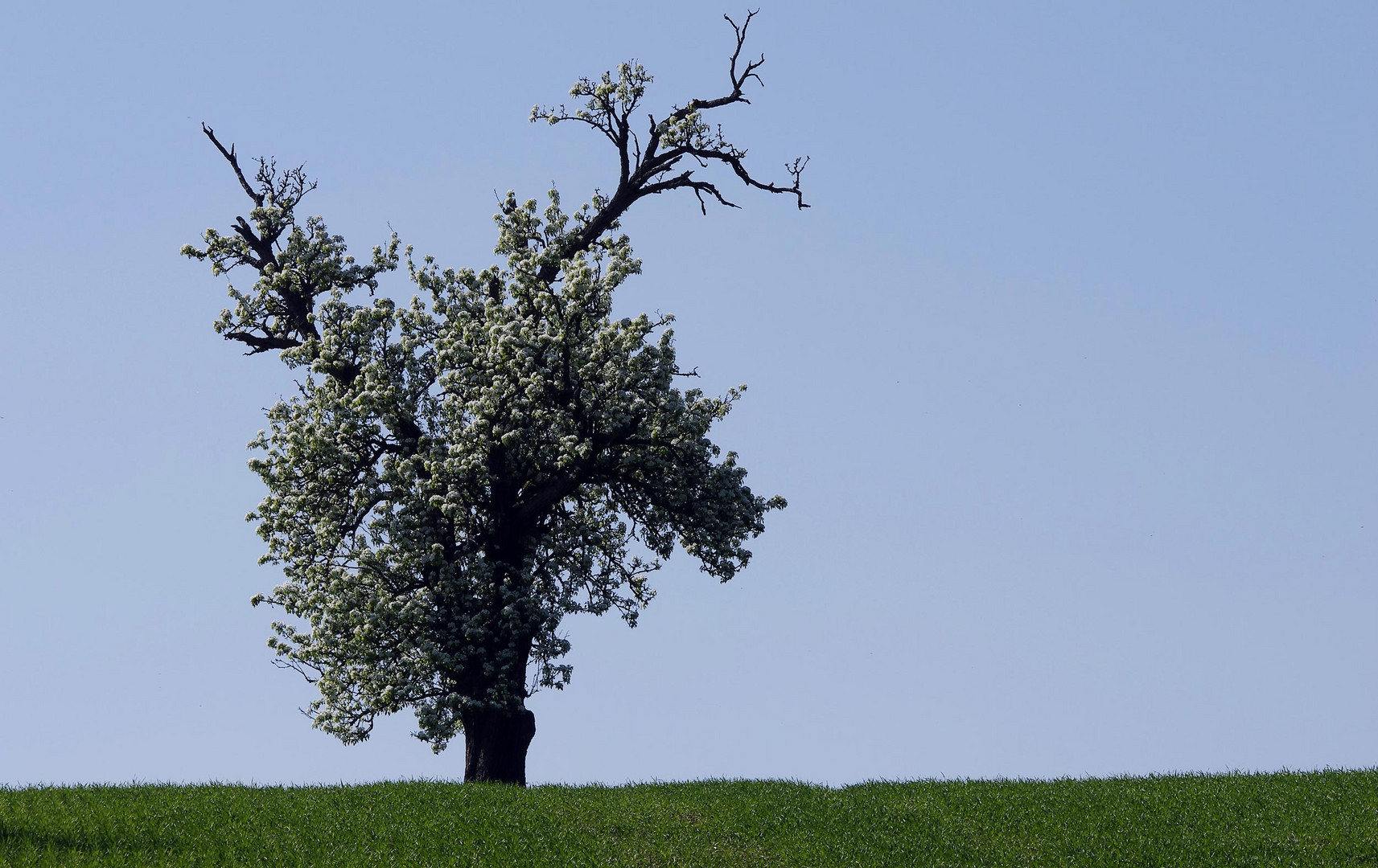 der Baum