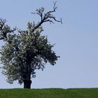 der Baum