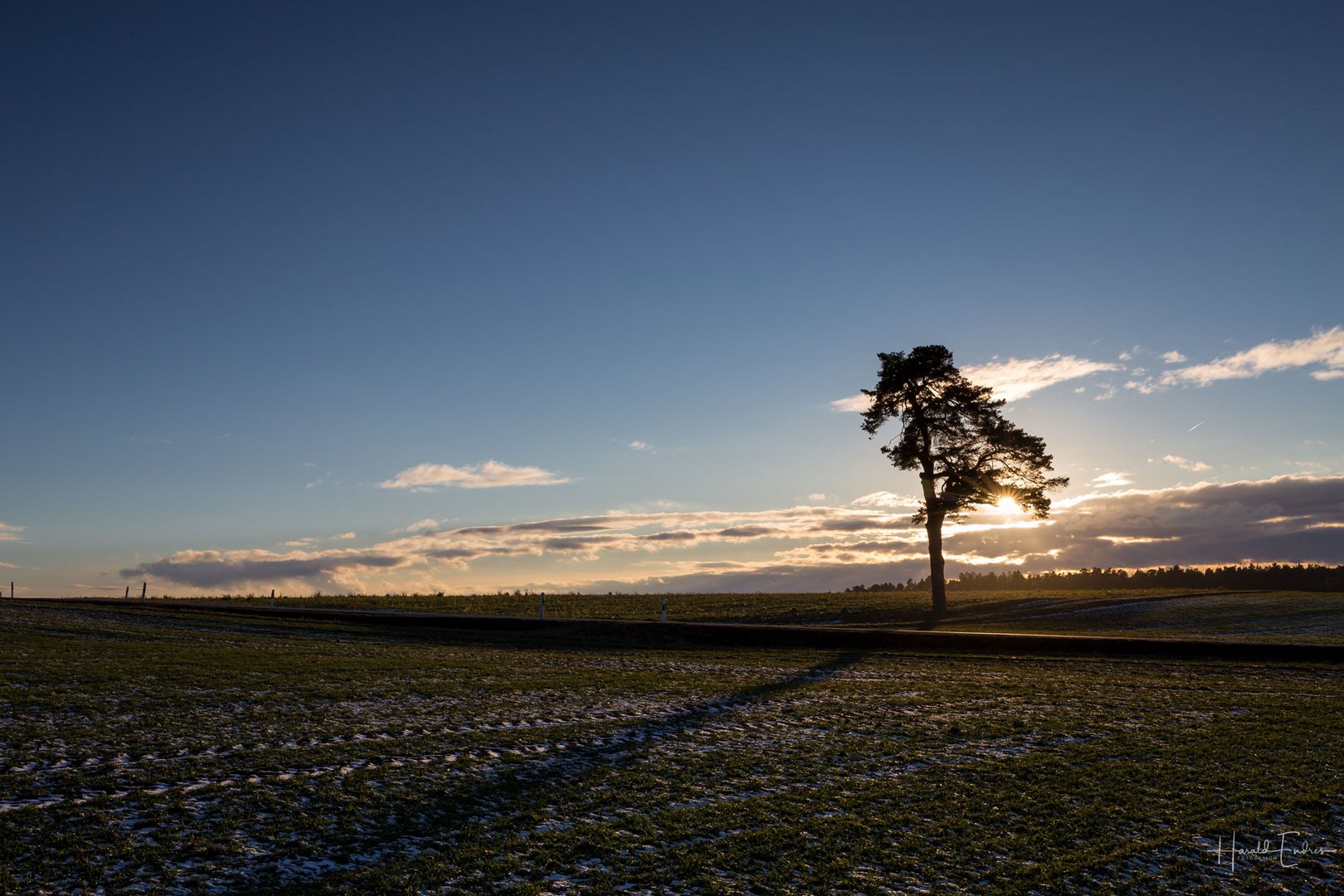 Der Baum