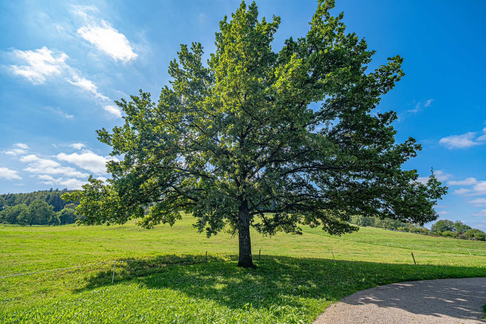 Der Baum