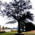 Der Baum