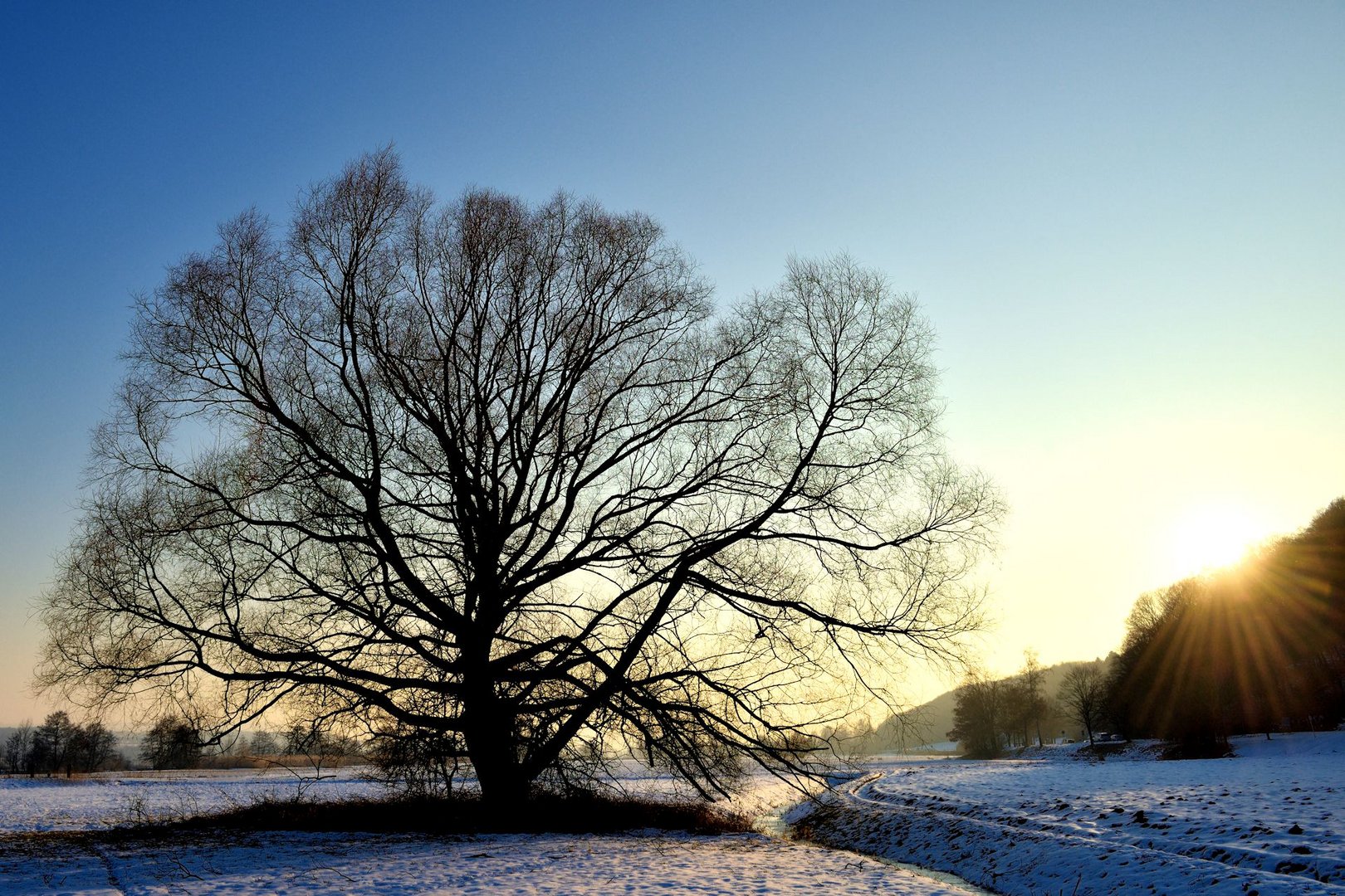 der baum