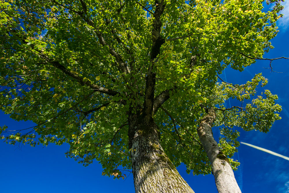 Der Baum