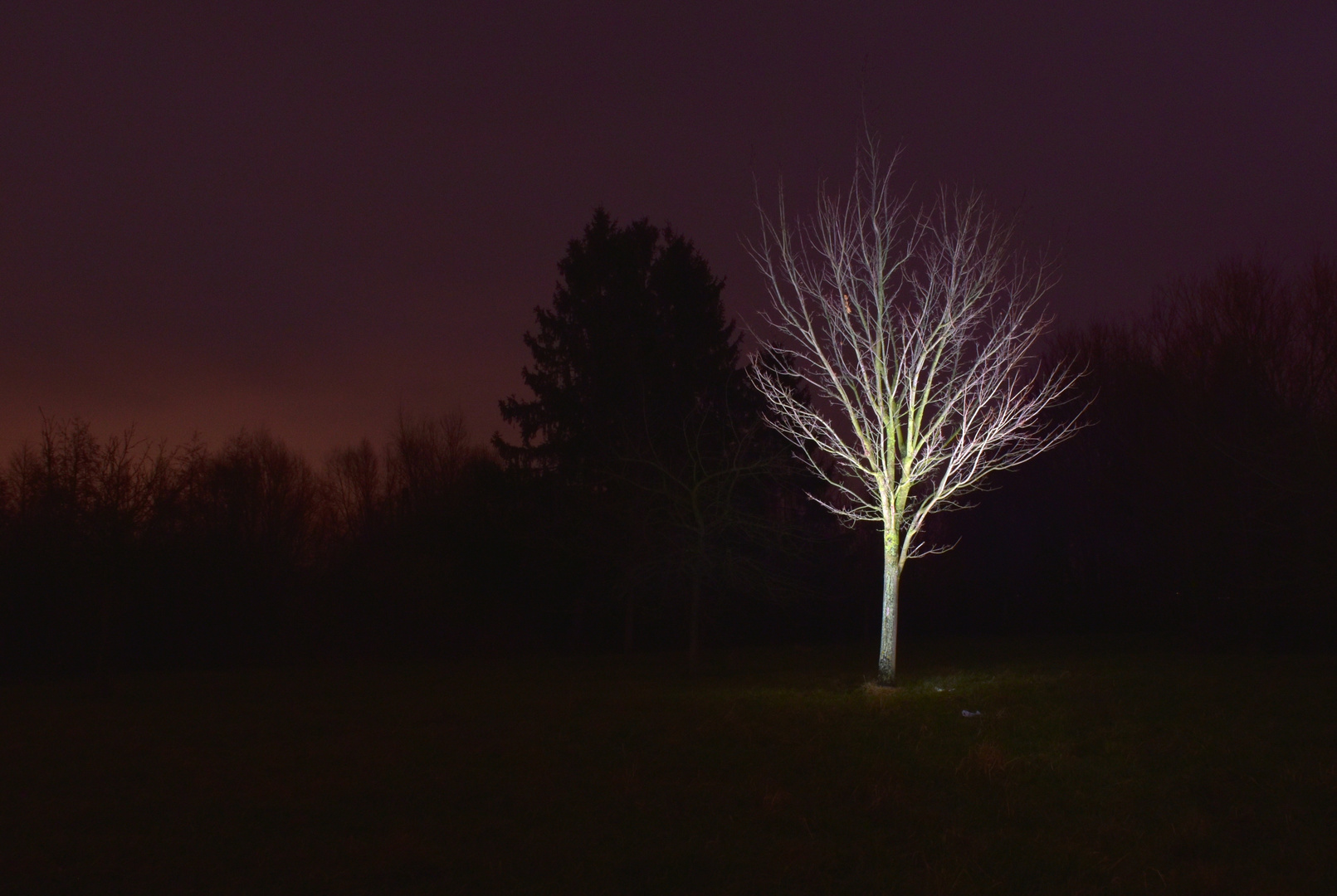 der Baum