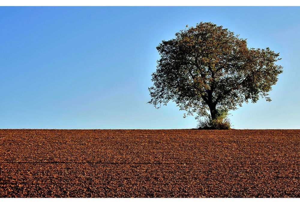 Der Baum...