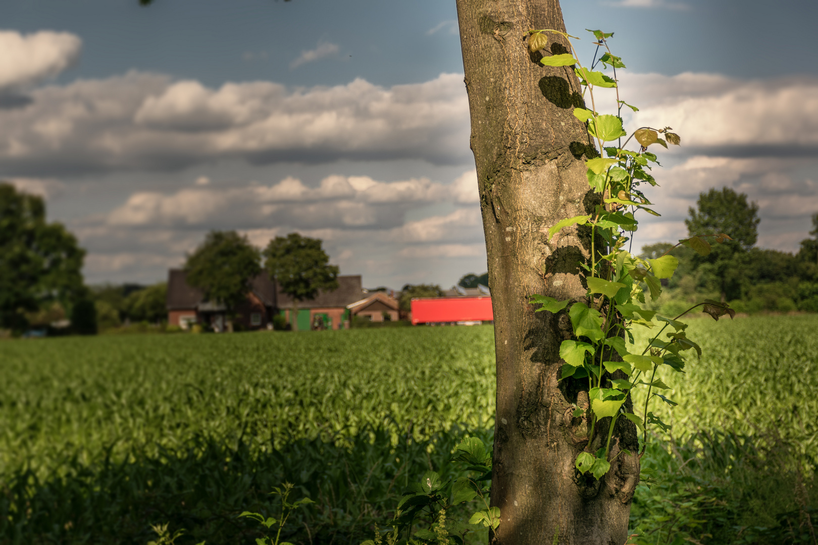 Der Baum