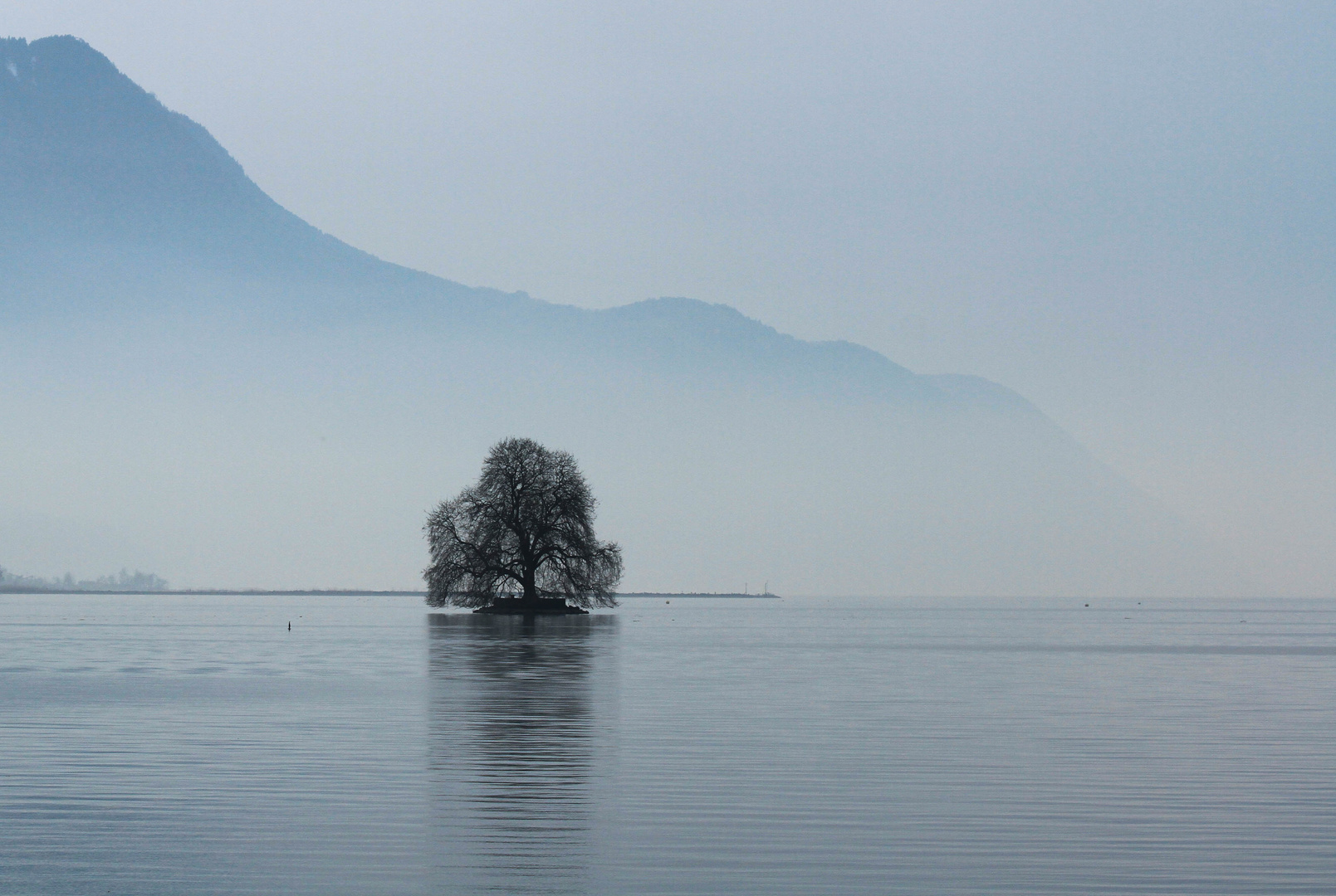 Der Baum