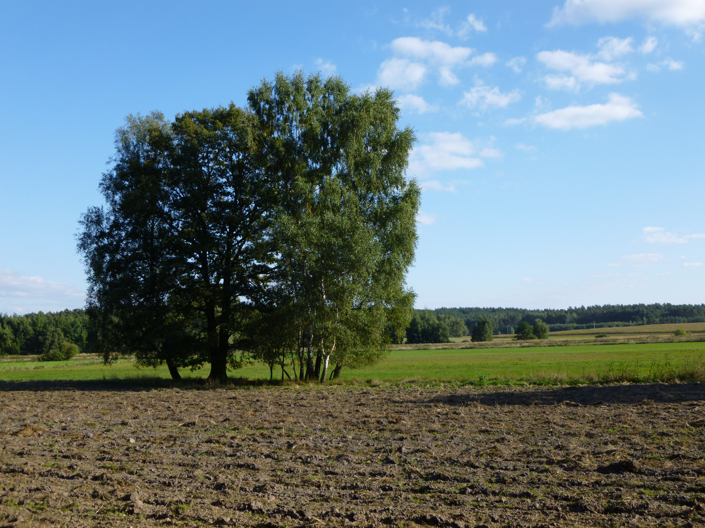 Der Baum 1