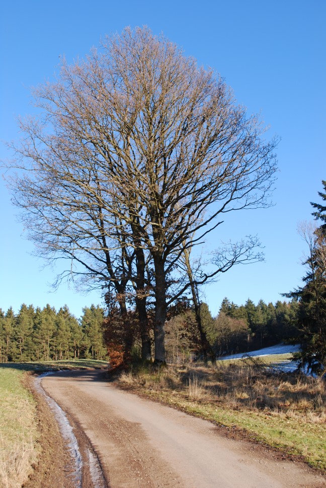 Der Baum 1