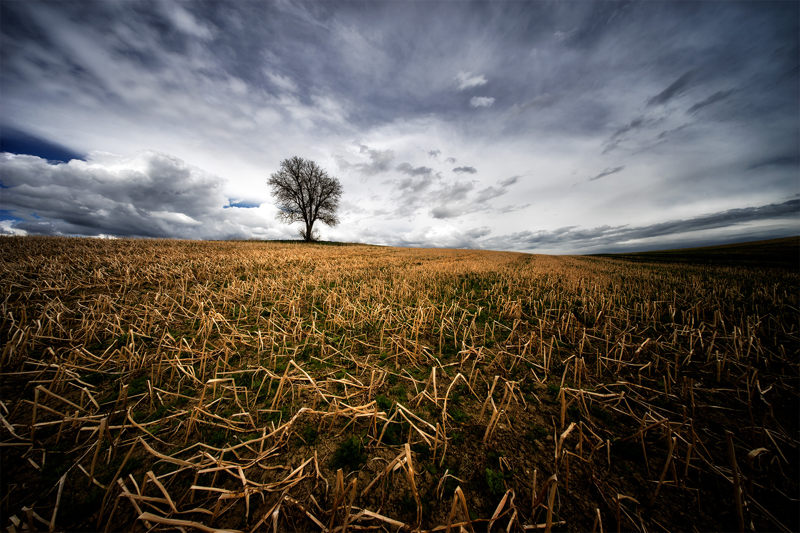 Der Baum  1