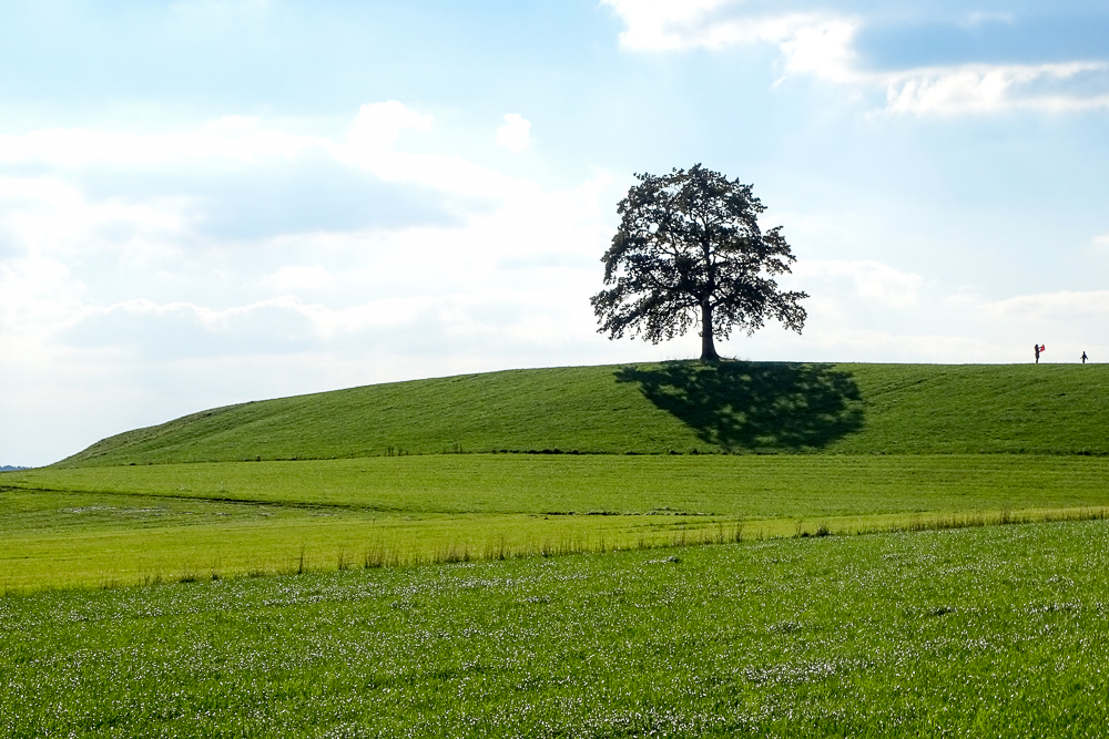 Der Baum (1)