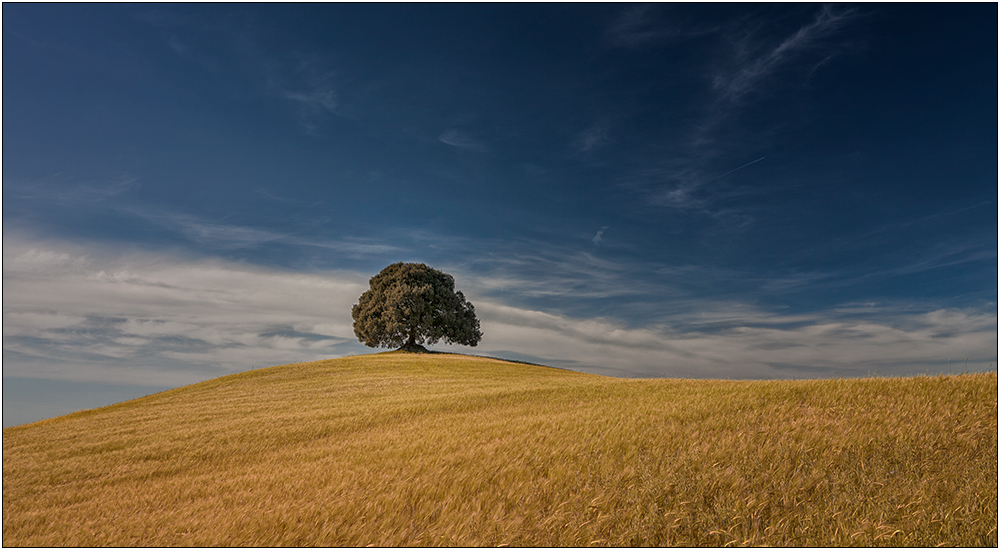 Der Baum