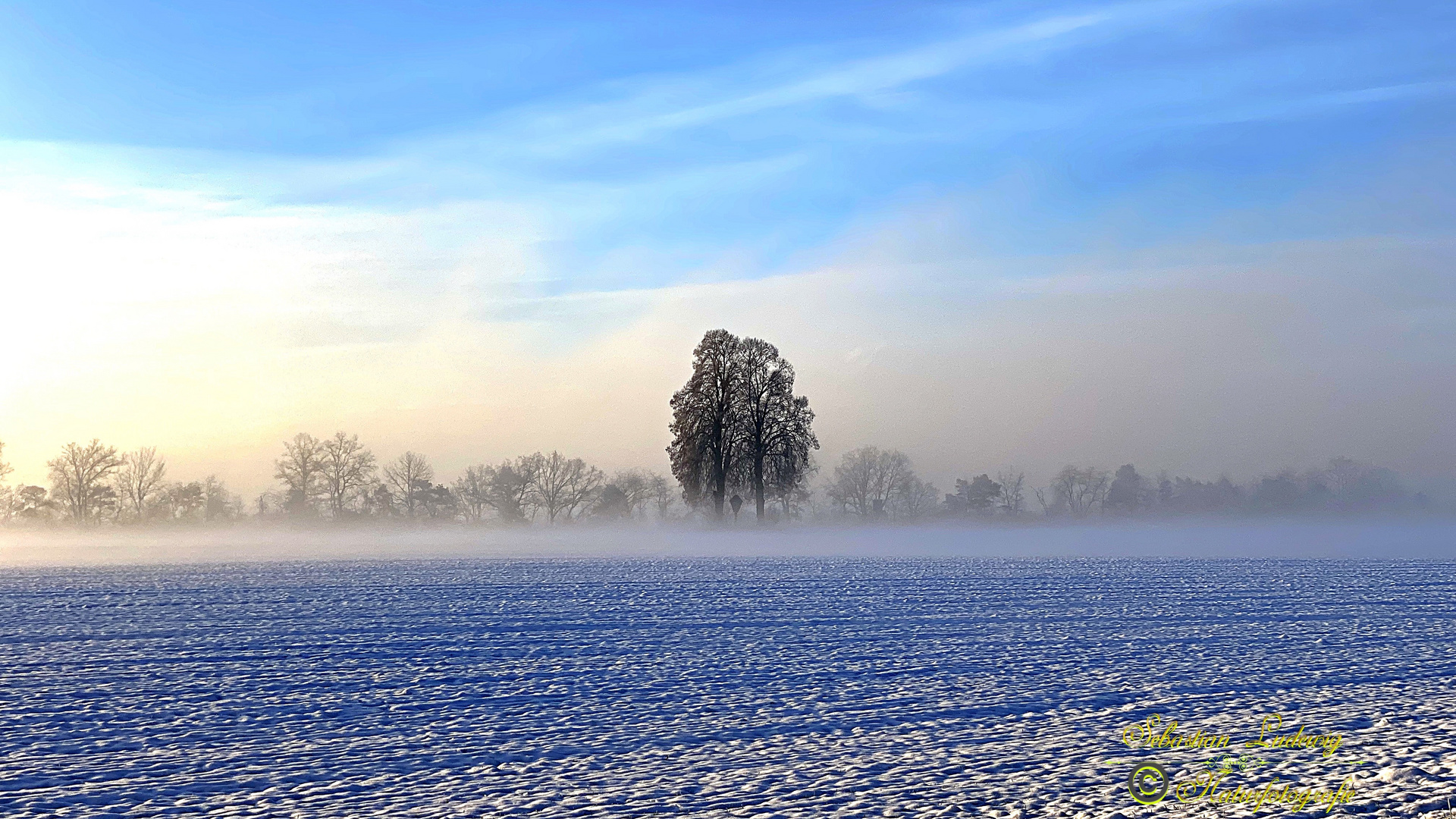 Der baum