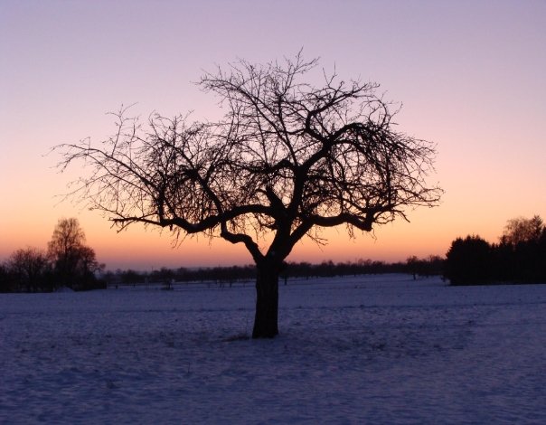 Der Baum