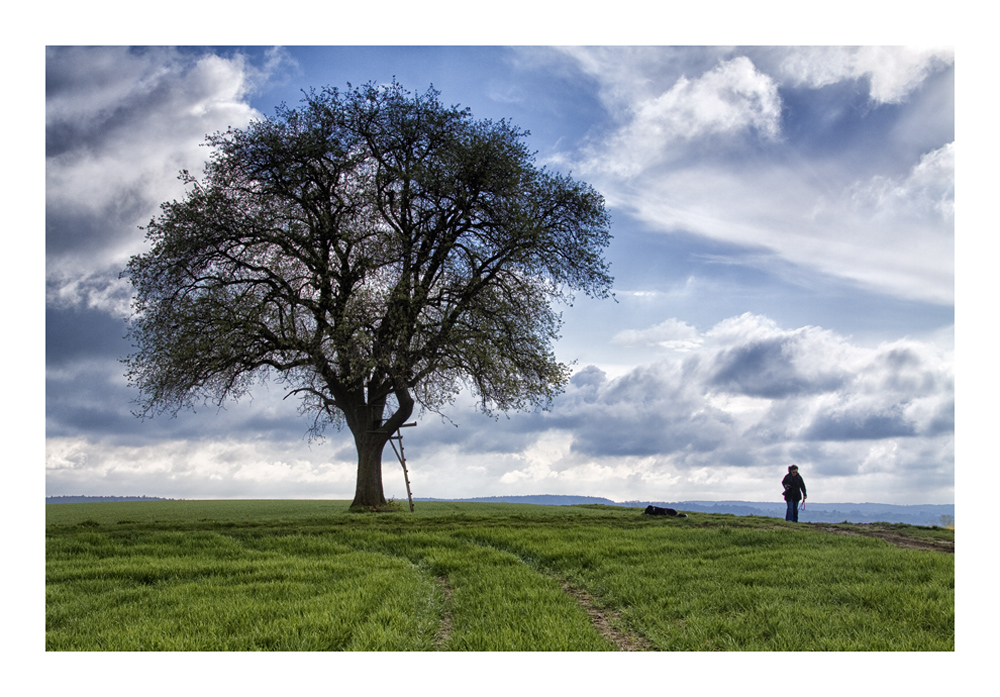 Der Baum