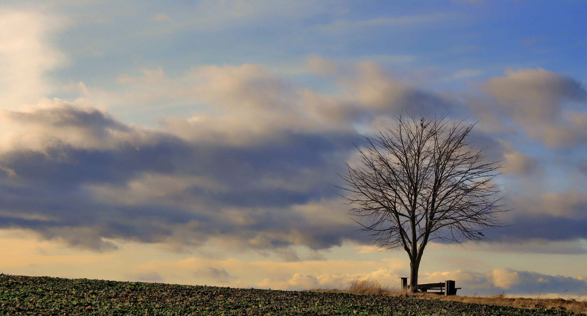 der baum