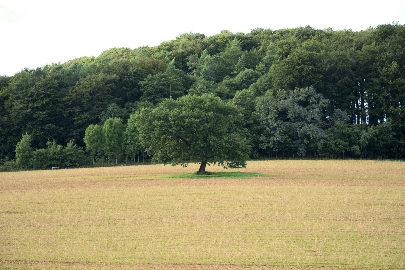 Der Baum