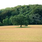 Der Baum