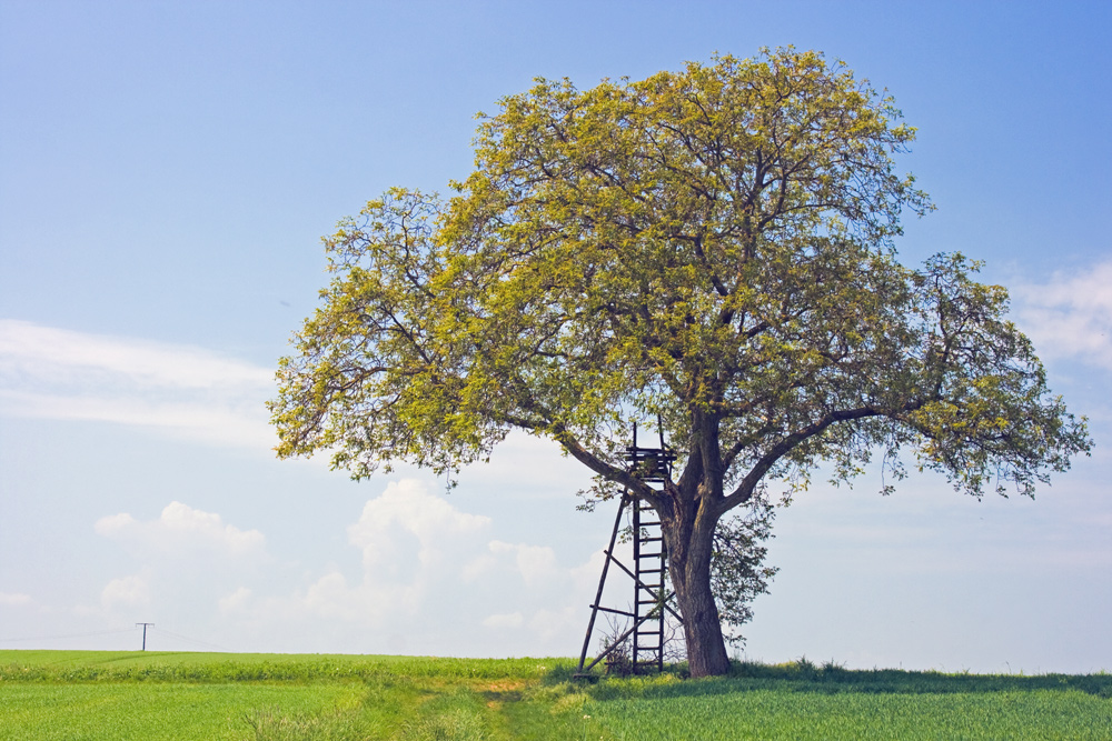 Der Baum