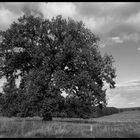 Der Baum...