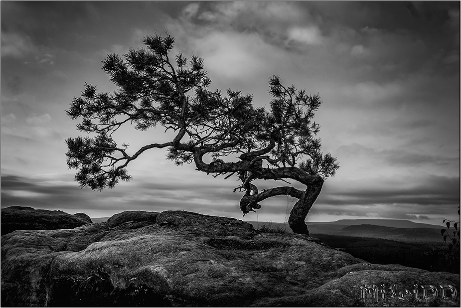 DER Baum