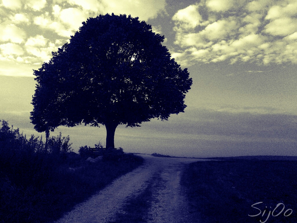 Der Baum