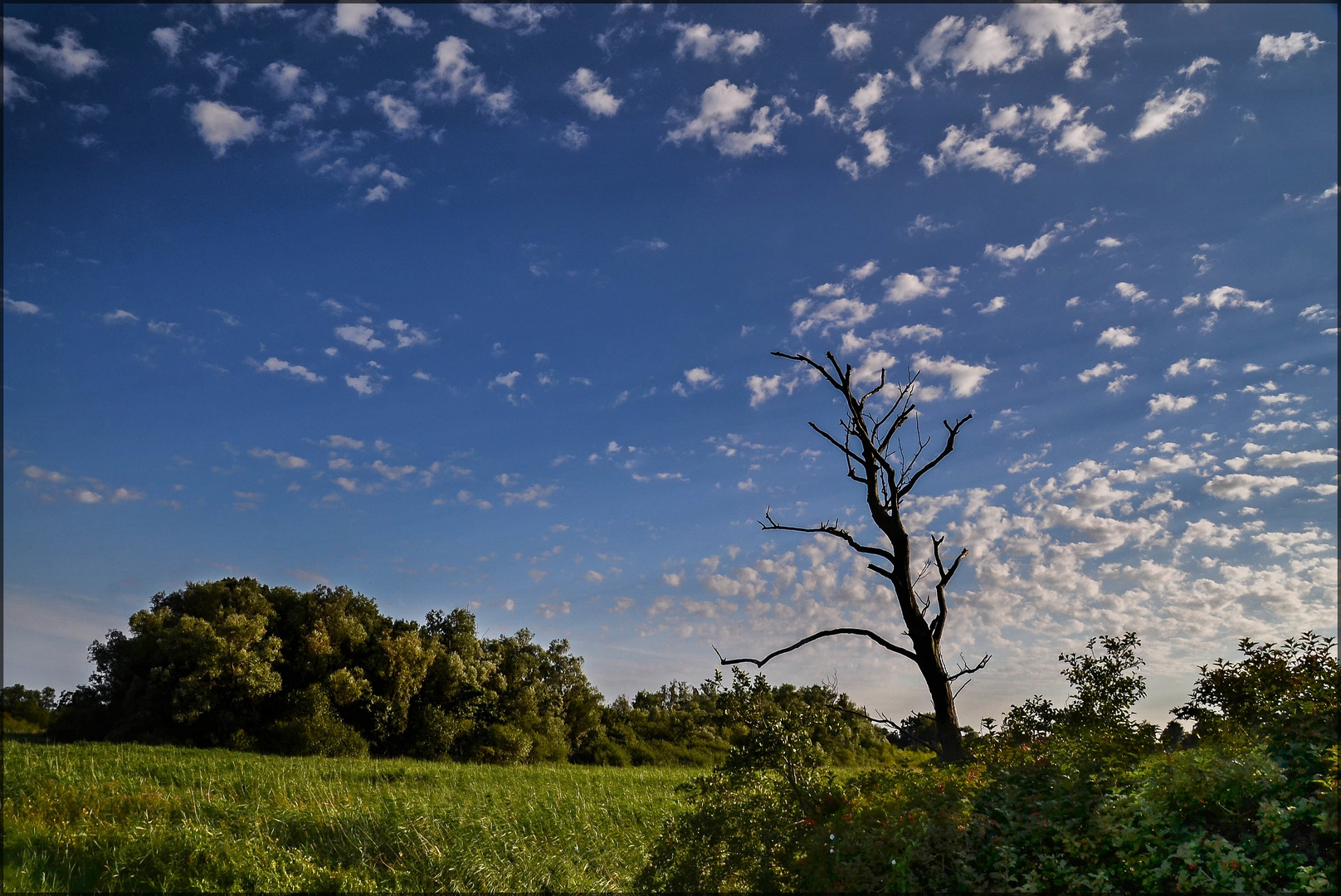 Der Baum