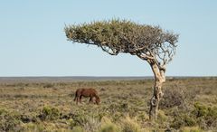 Der Baum