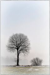 der Baum