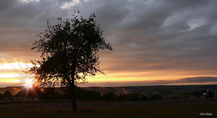 der Baum