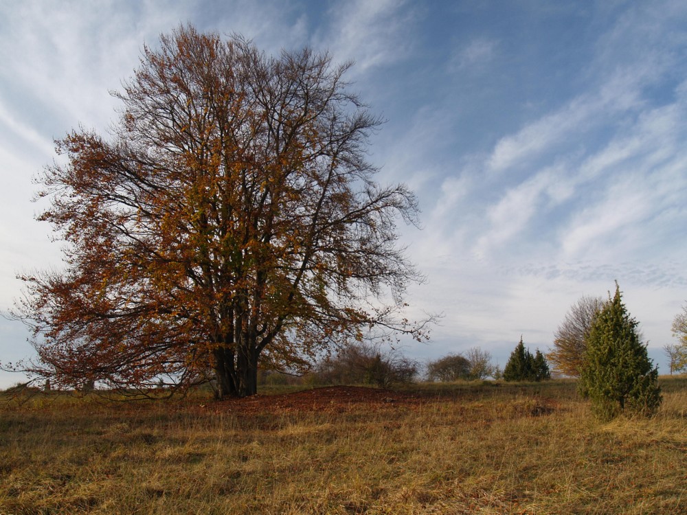 Der Baum