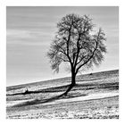 der Baum