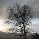 der Baum