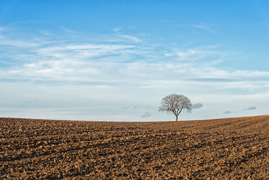 Der Baum