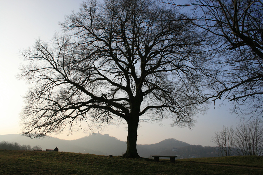 Der Baum